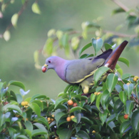 Pink-Necked Green Pigeon